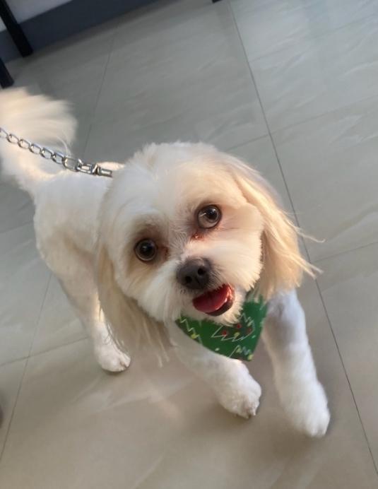 Enlarge THEO, a Adopted Maltipoo in Pembroke Pines, FL image 3/6