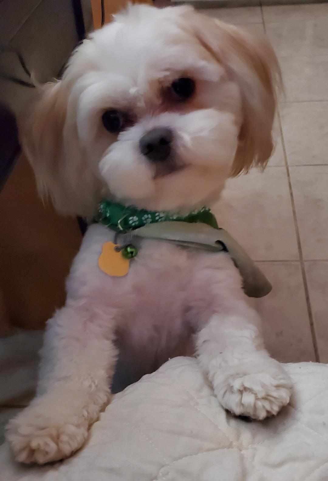 Enlarge THEO, a Adopted Maltipoo in Pembroke Pines, FL image 4/6