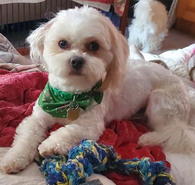 Enlarge THEO, a Adopted Maltipoo in Pembroke Pines, FL image 5/6