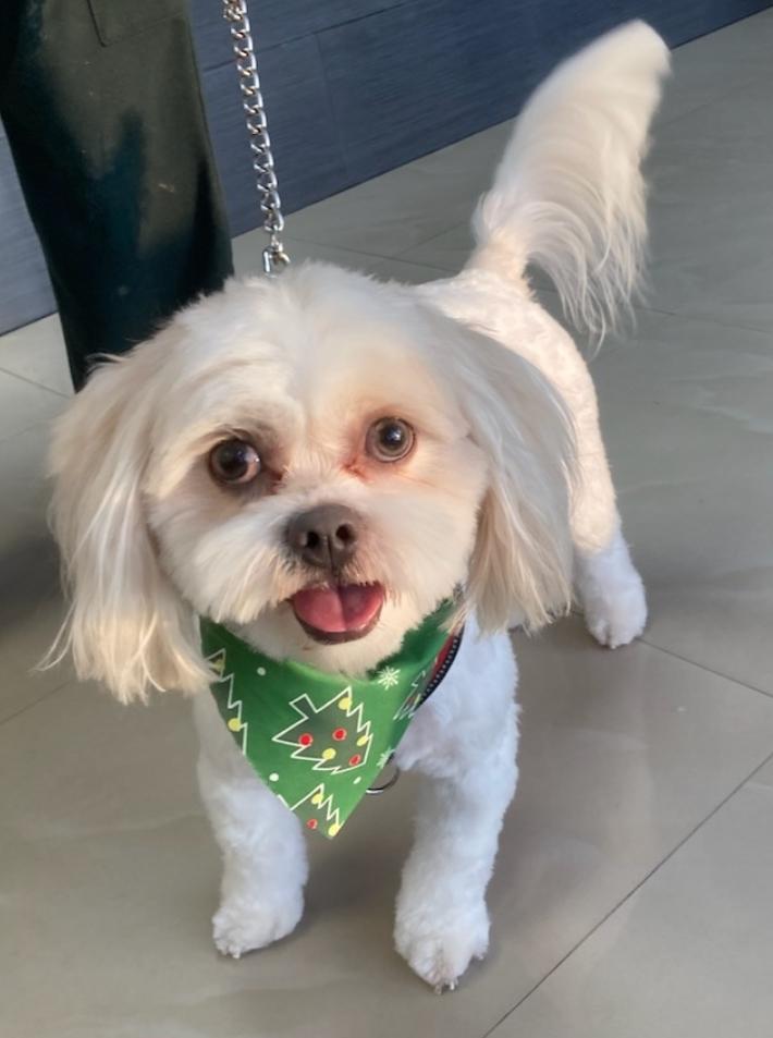 Enlarge THEO, a Adopted Maltipoo in Pembroke Pines, FL image 6/6
