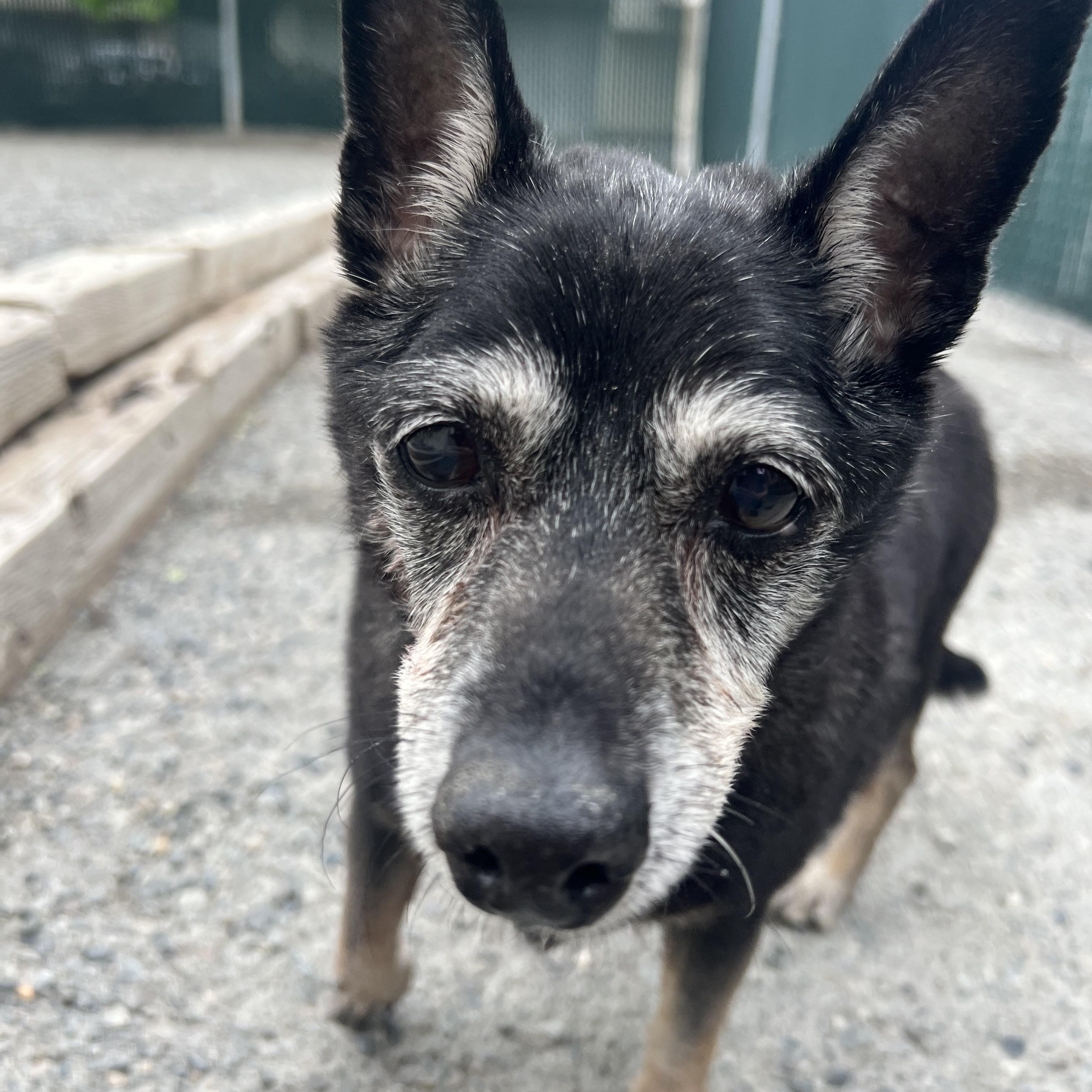 Enlarge Samson, a ADOPTABLE mixed breed in Spokane, WA image 3/3