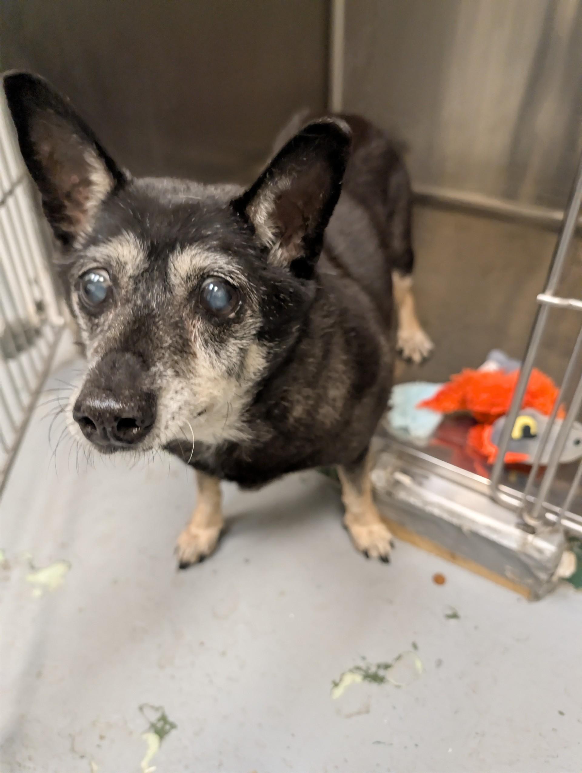 Enlarge Samson, a ADOPTABLE mixed breed in Spokane, WA image 2/3