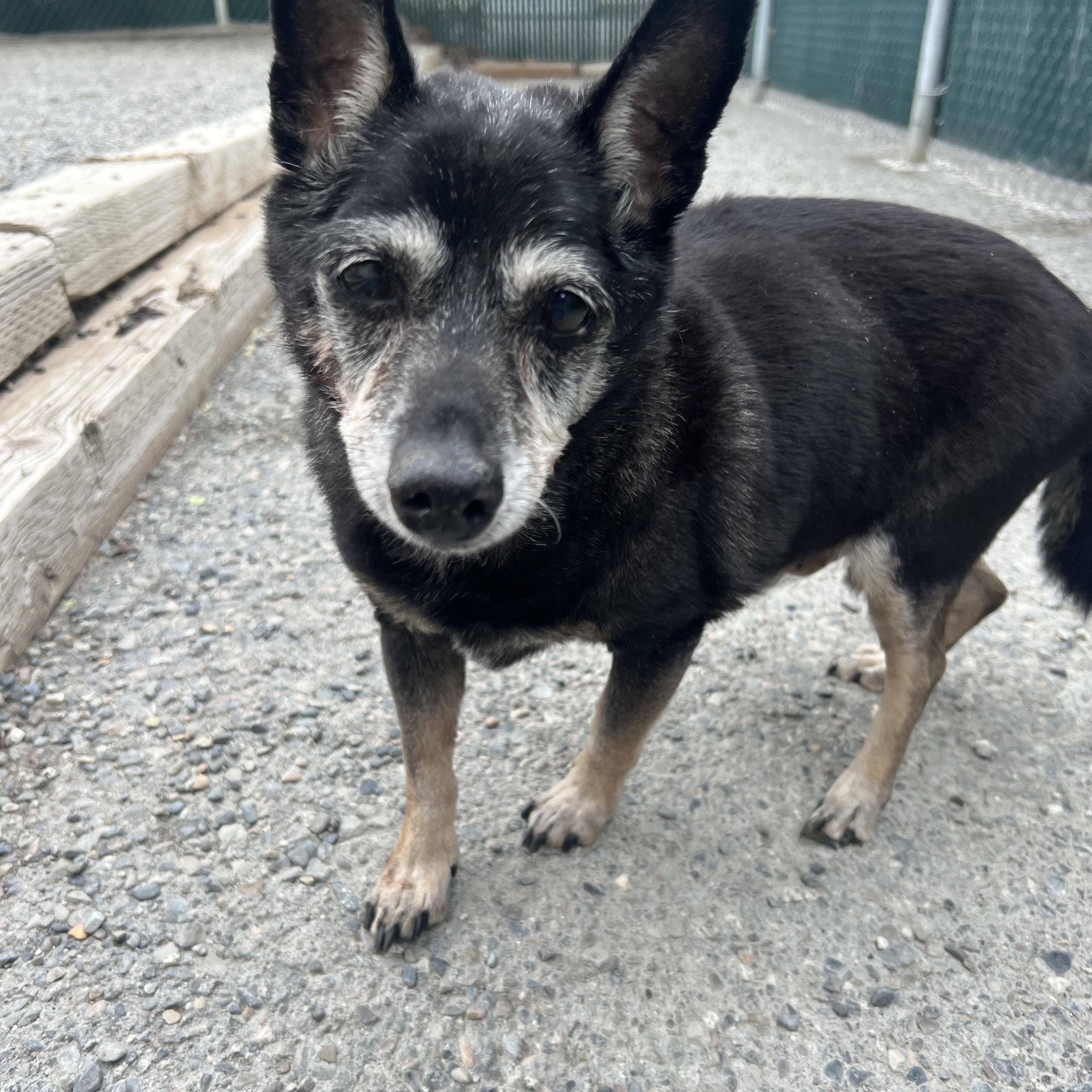 Samson, ADOPTABLE, Senior Male Chihuahua.