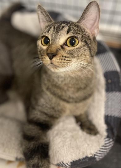 Lua