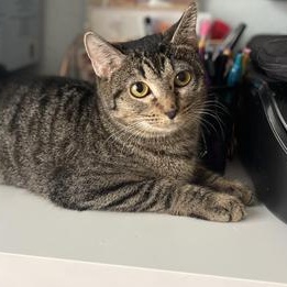 Lua