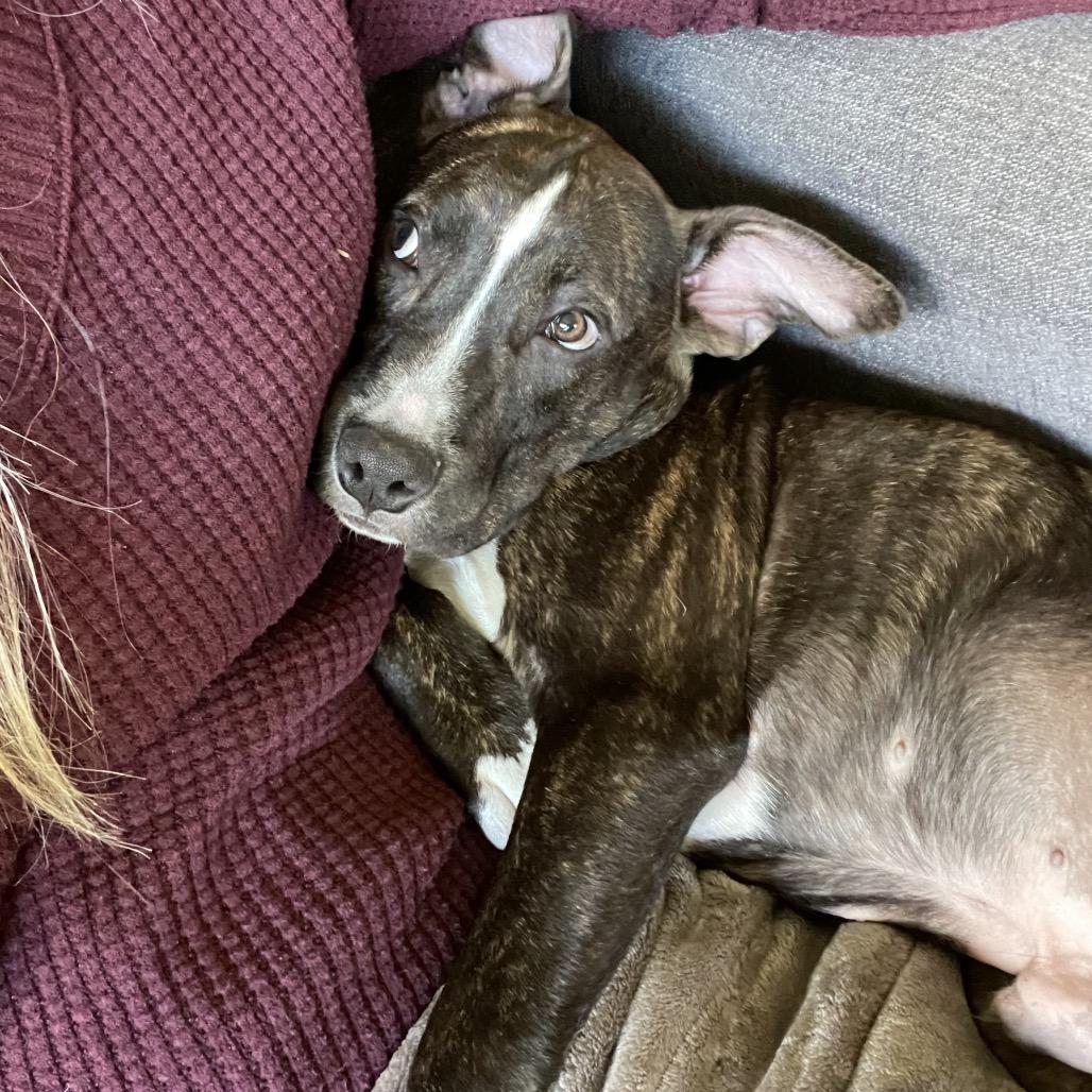 Enlarge Levi, a Adoptable Mixed Breed in Duluth, MN image 1/6