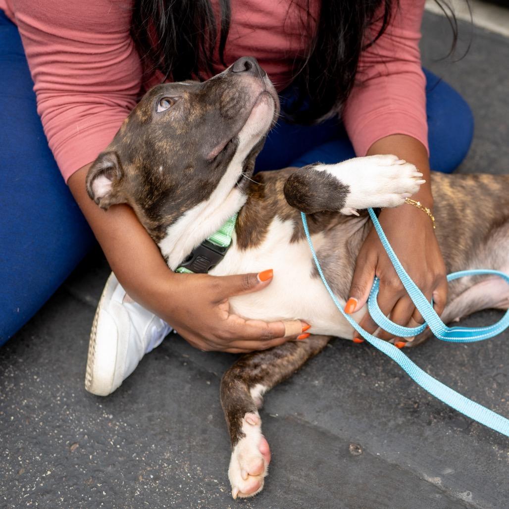 Enlarge Levi, a Adoptable Mixed Breed in Duluth, MN image 4/6