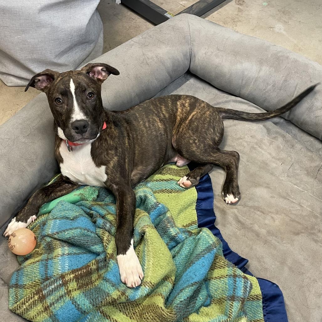 Enlarge Levi, a Adoptable Mixed Breed in Duluth, MN image 3/6