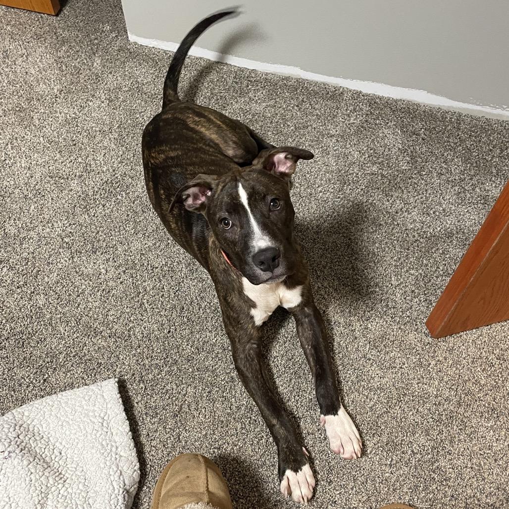 Enlarge Levi, a Adoptable Mixed Breed in Duluth, MN image 5/6