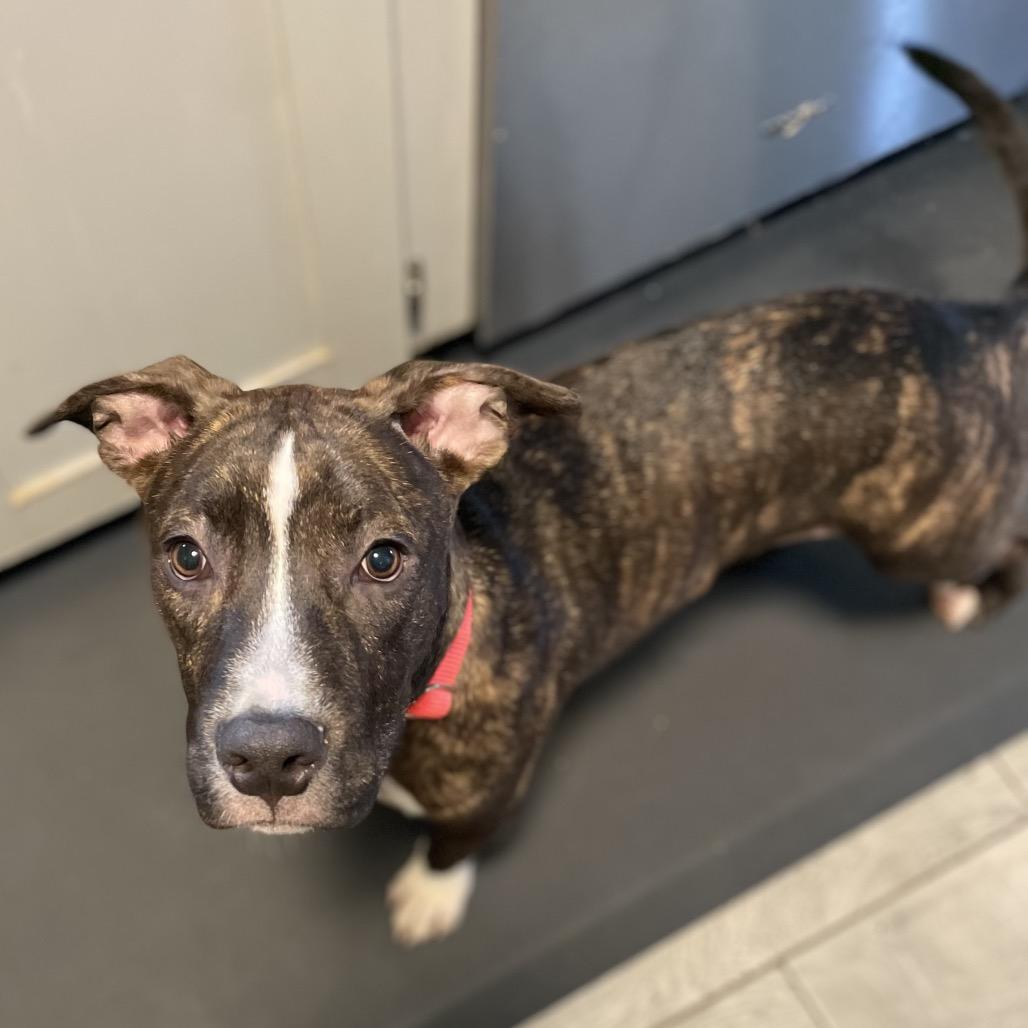 Enlarge Levi, a Adoptable Mixed Breed in Duluth, MN image 6/6