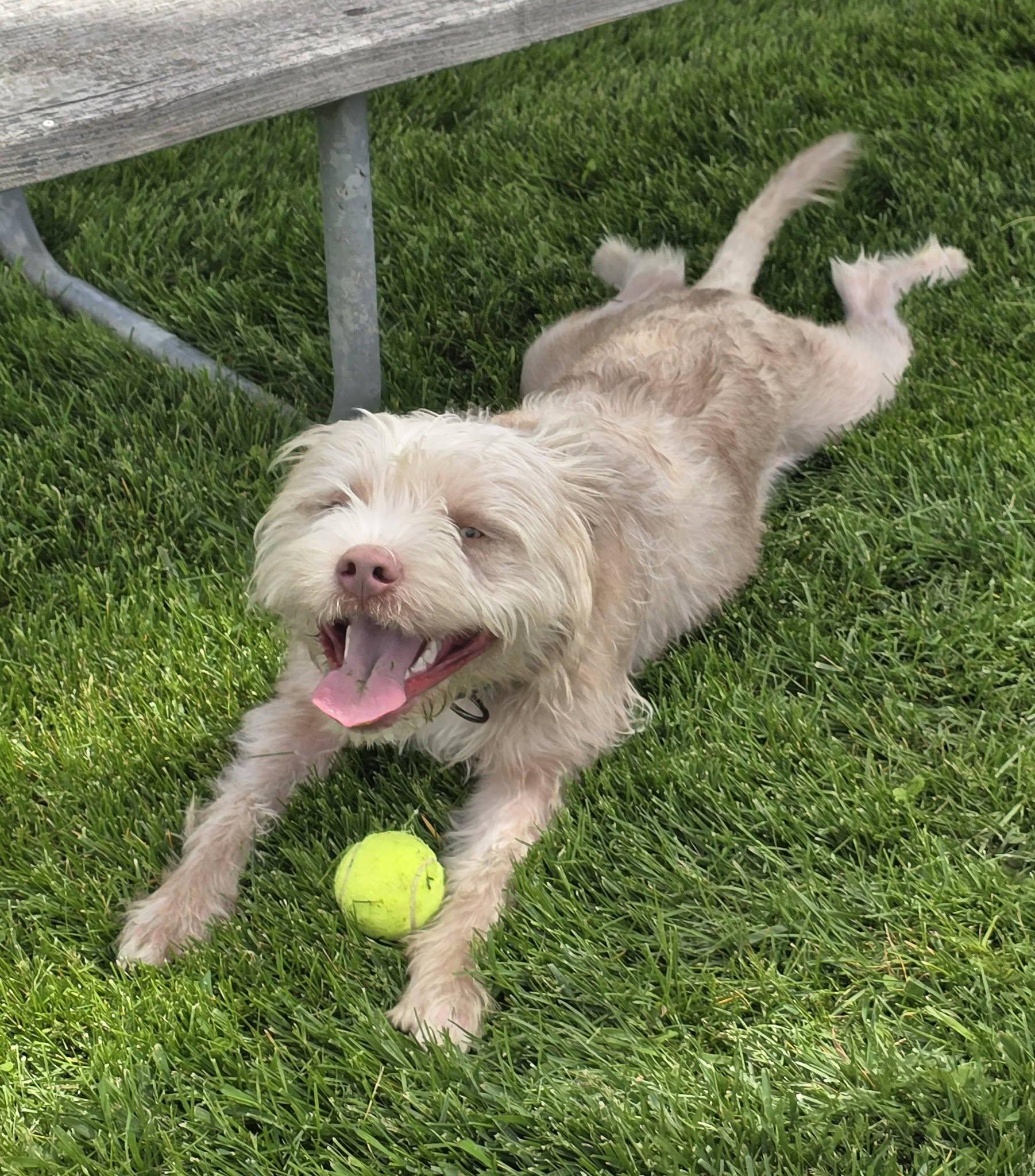 Bluey, ADOPTABLE, Young Male Poodle & Pit Bull Terrier.