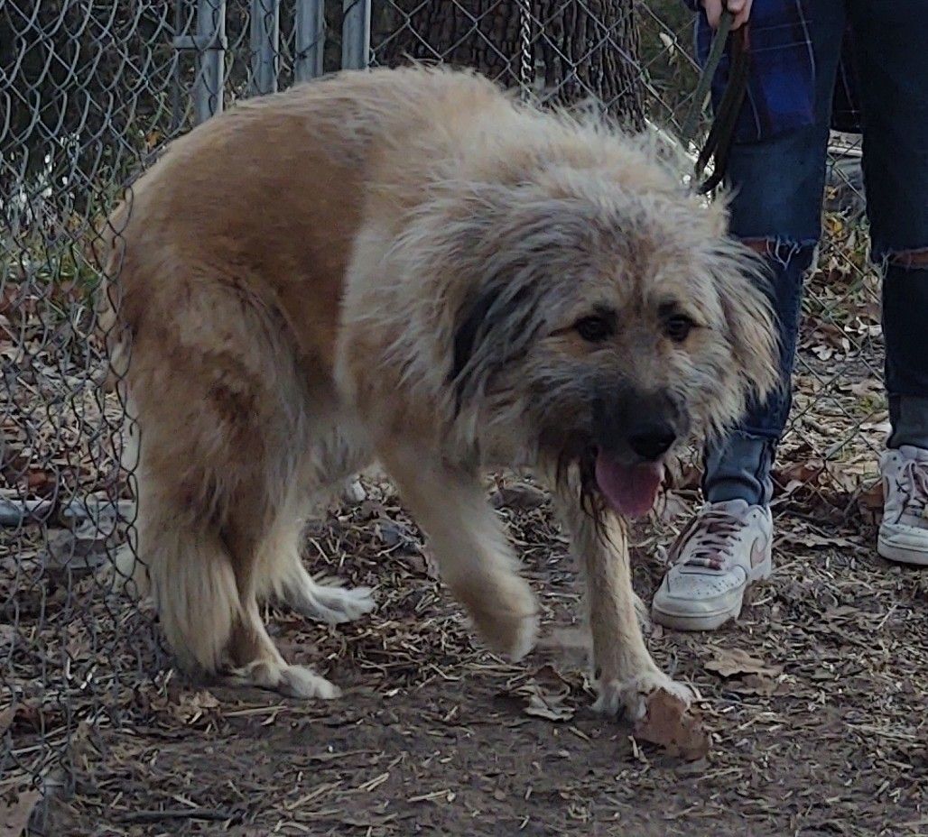Tsasha , a Adoptable mixed breed in Staatsburg, NY image 1/2