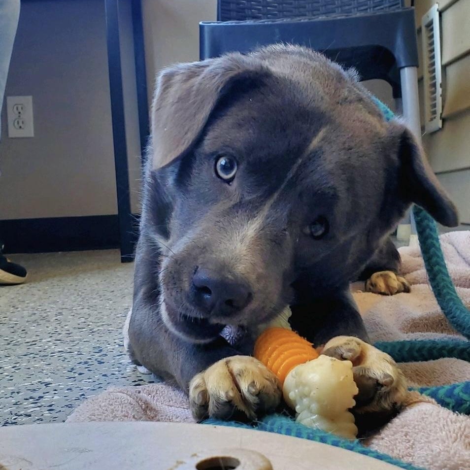 Enlarge Monty, an adopted mixed breed in Oxford, MI image 2/2