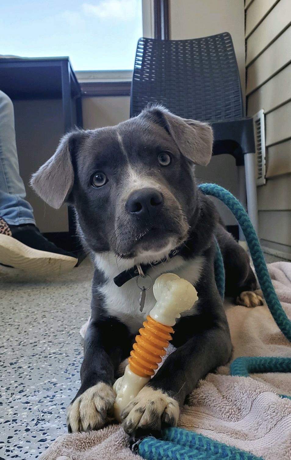 Enlarge Monty, an adopted mixed breed in Oxford, MI image 1/2