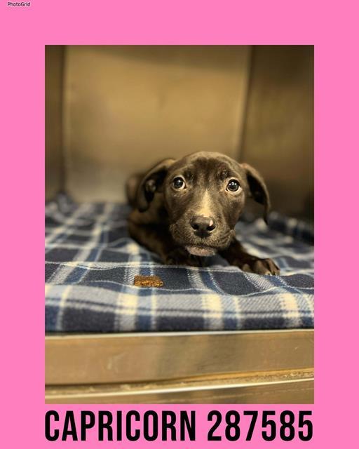 Enlarge CAPRICORN, a Adoptable Mixed Breed in Macon, GA image 1/1