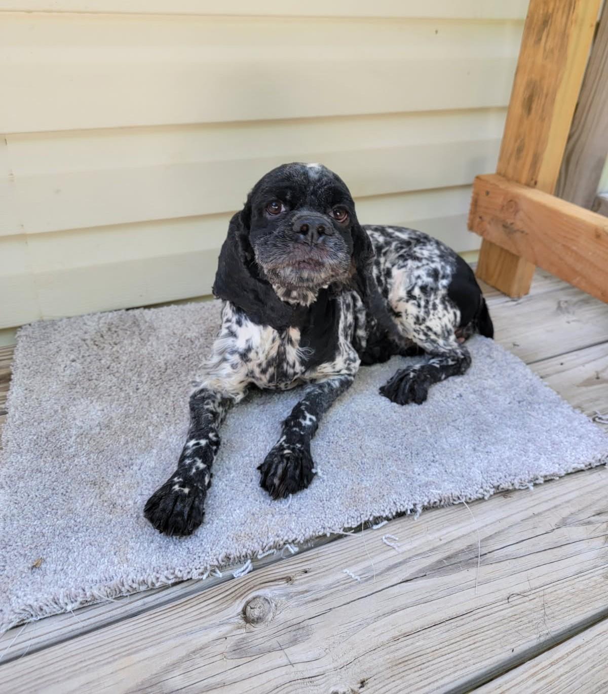 Enlarge Oreo -Adoption Pending/going to new owner mid-August, an adopted Cocker Spaniel in Kannapolis, NC image 1/2
