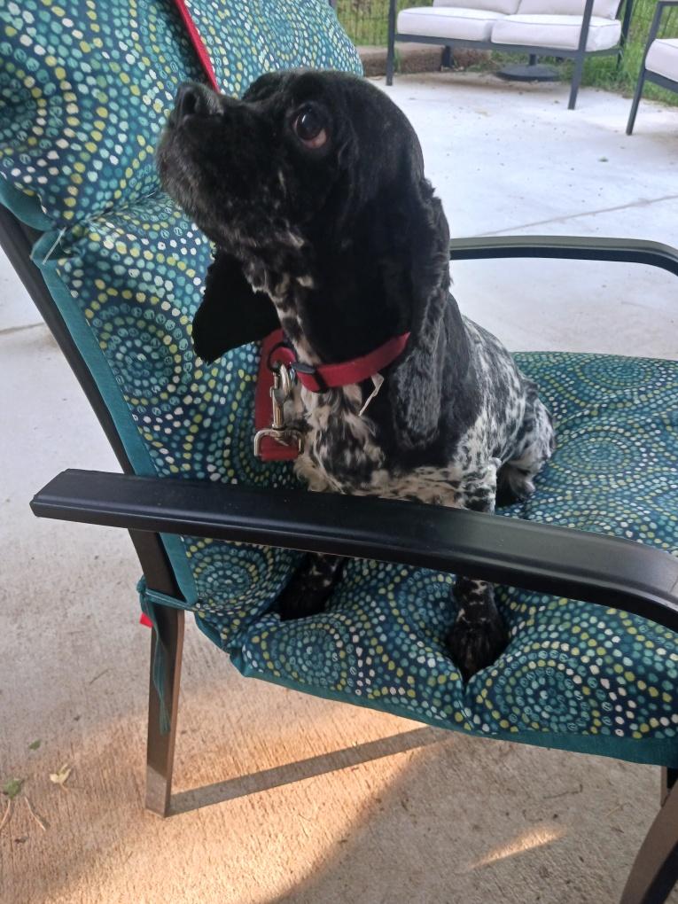 Enlarge Oreo -Adoption Pending/going to new owner mid-August, an adopted Cocker Spaniel in Kannapolis, NC image 2/2