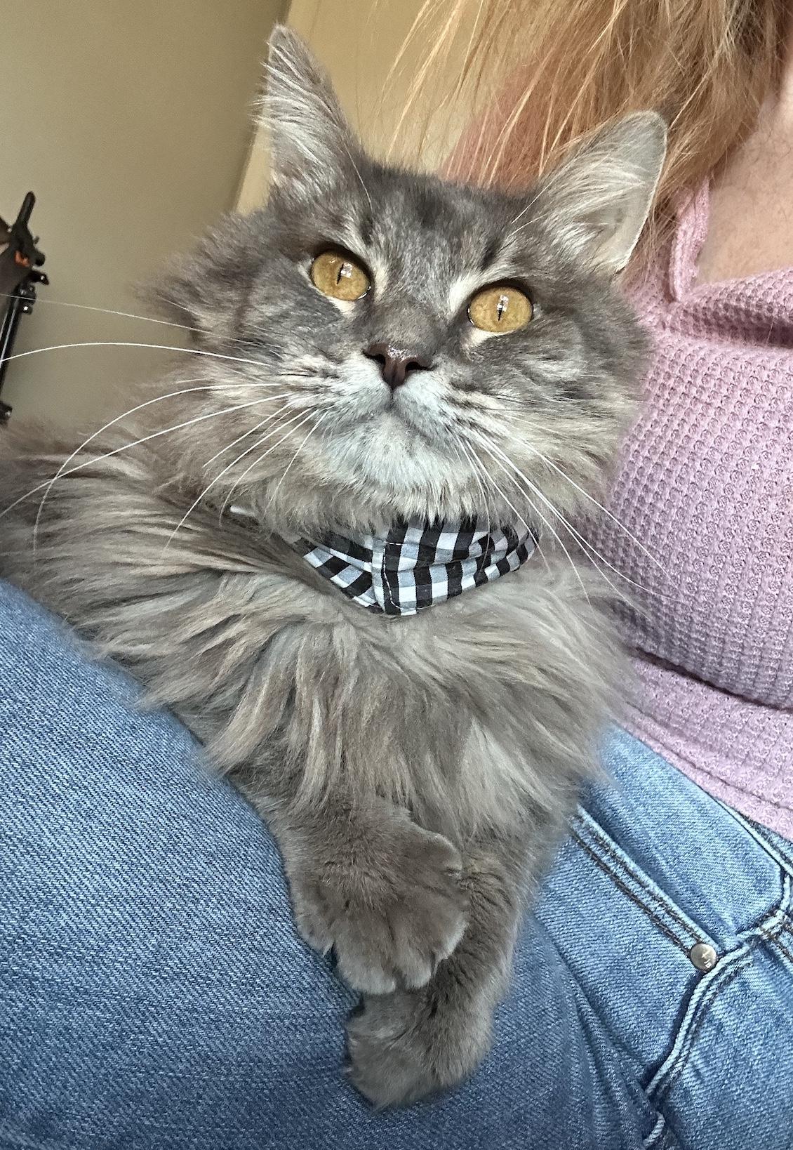 Enlarge Big Chungus, a Adoptable Domestic Long Hair in Webster, TX image 5/5