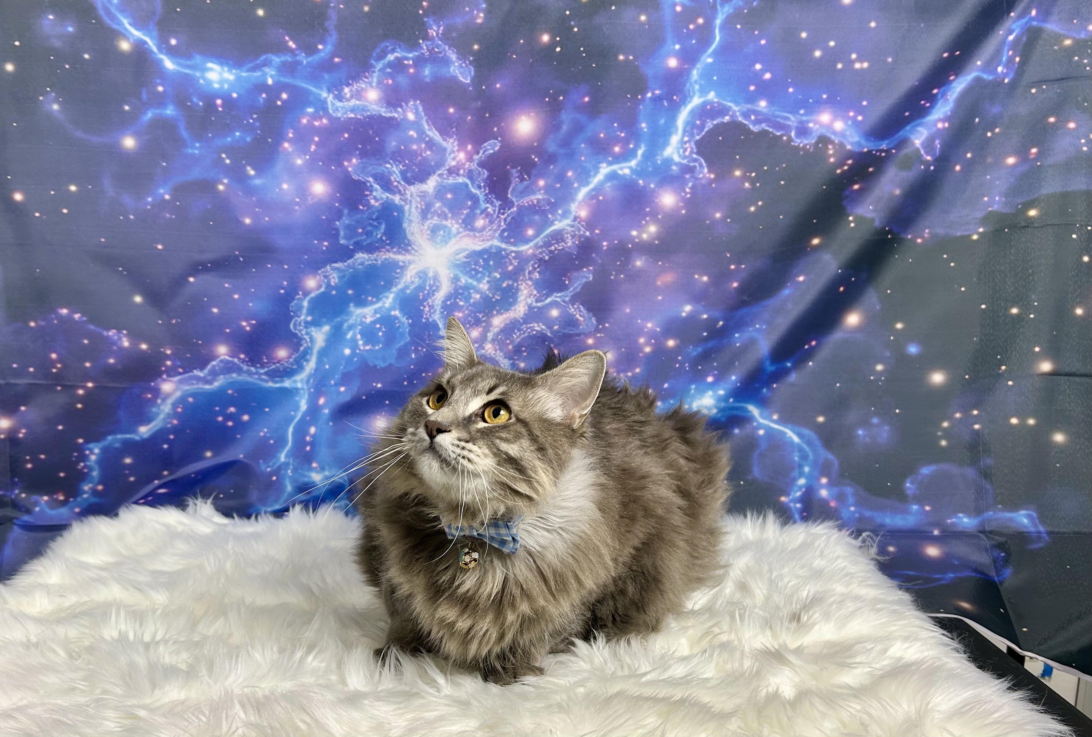 Enlarge Big Chungus, a Adoptable Domestic Long Hair in Webster, TX image 2/5