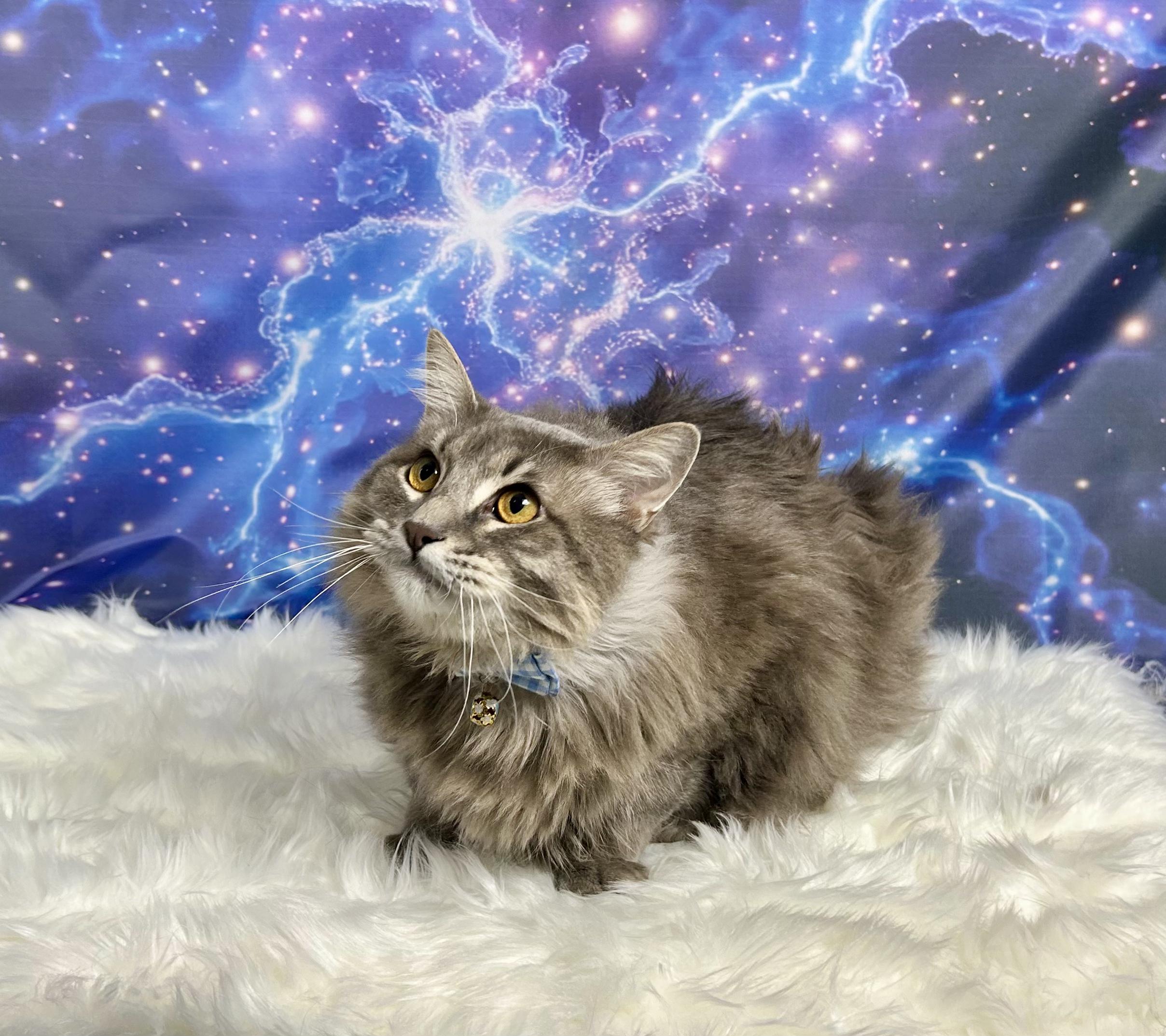 Enlarge Big Chungus, a Adoptable Domestic Long Hair in Webster, TX image 3/5