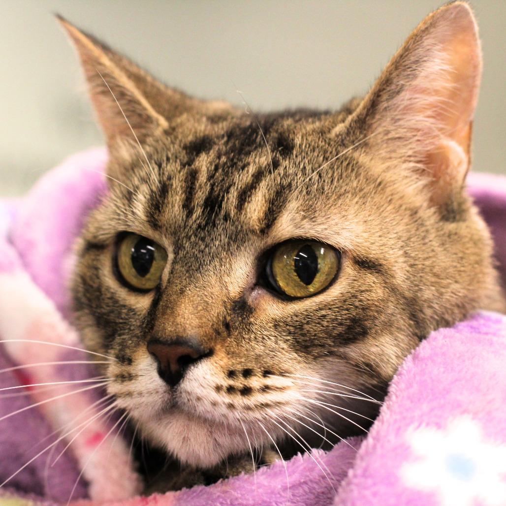 Enlarge Amelia, a Adoptable Domestic Short Hair in Waldorf, MD image 1/6