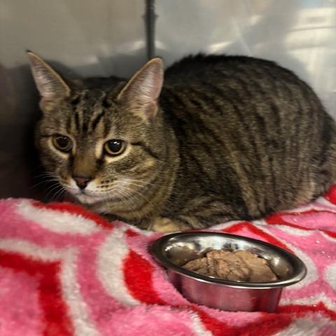 Enlarge Amelia, a Adoptable Domestic Short Hair in Waldorf, MD image 2/6