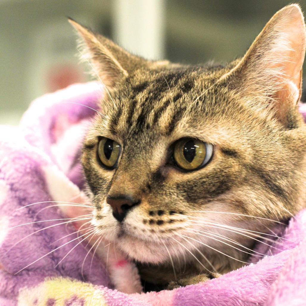Enlarge Amelia, a Adoptable Domestic Short Hair in Waldorf, MD image 3/6