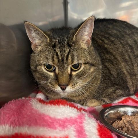 Enlarge Amelia, a Adoptable Domestic Short Hair in Waldorf, MD image 4/6