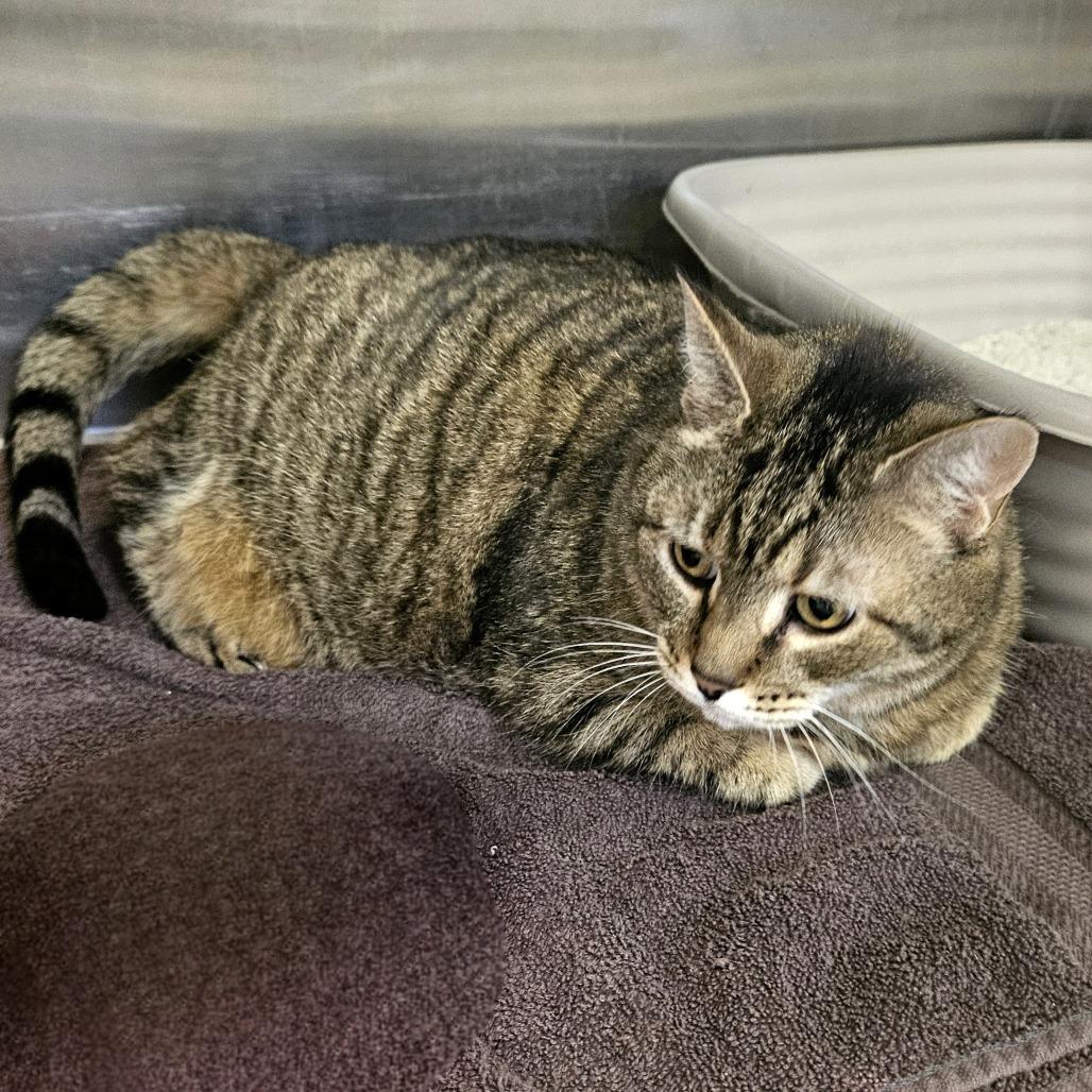 Enlarge Amelia, a Adoptable Domestic Short Hair in Waldorf, MD image 5/6