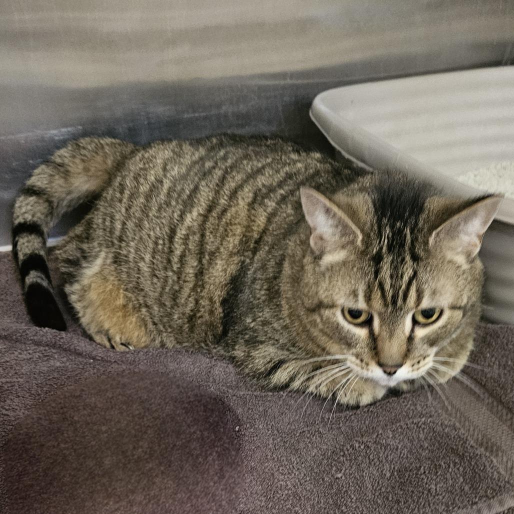 Enlarge Amelia, a Adoptable Domestic Short Hair in Waldorf, MD image 6/6