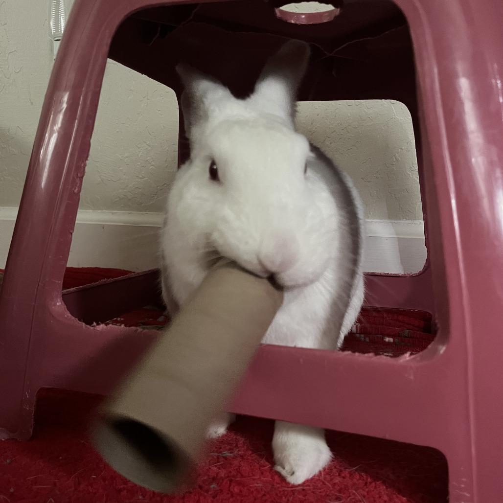 Haley, Adoptable, Adult Female New Zealand.