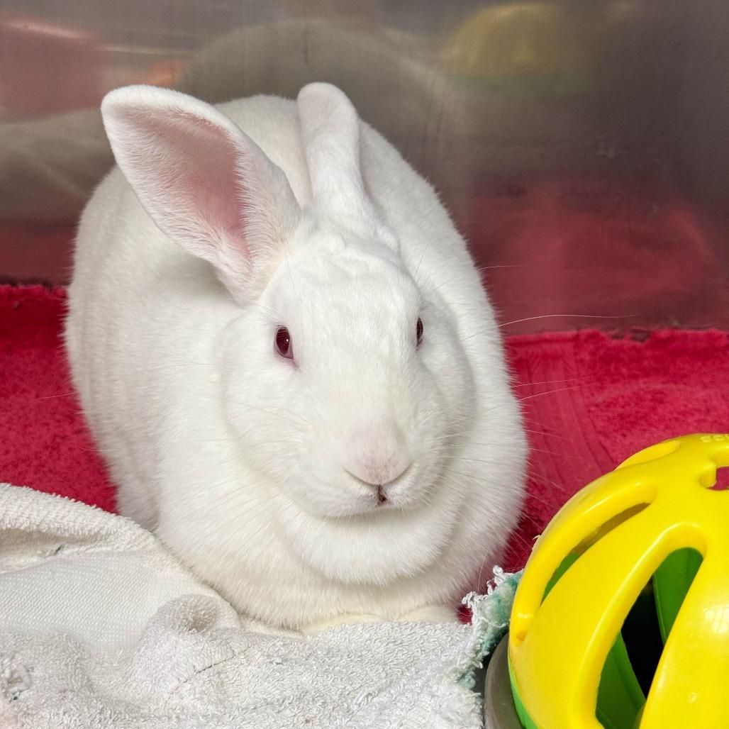 Haley, a Adoptable New Zealand in Richmond, CA image 1/6