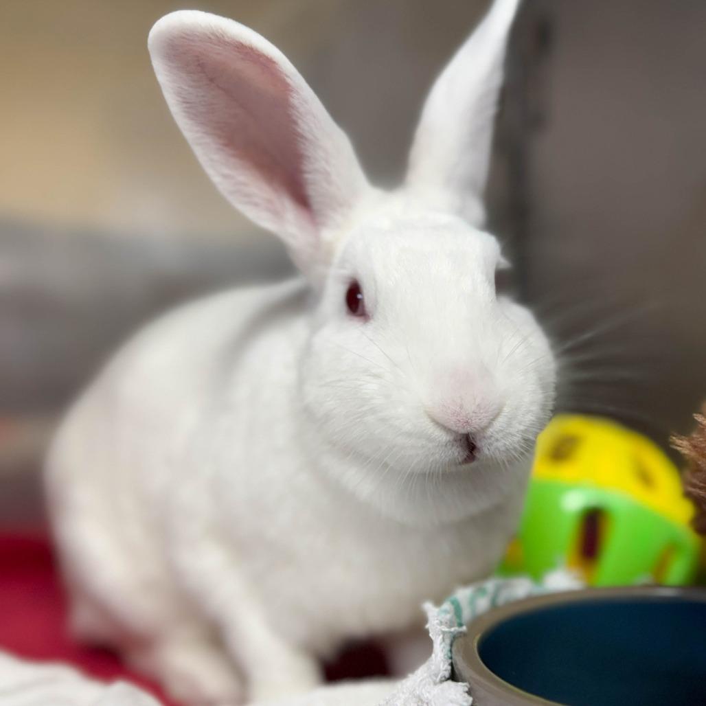 Haley, a Adoptable New Zealand in Richmond, CA image 2/6