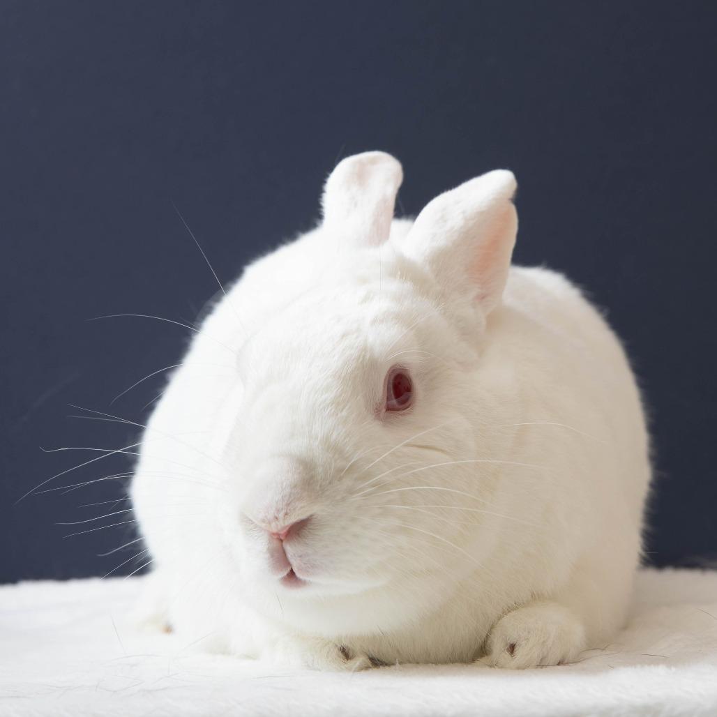 Haley, a Adoptable New Zealand in Richmond, CA image 3/6