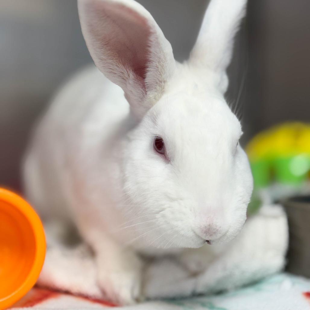 Haley, a Adoptable New Zealand in Richmond, CA image 5/6