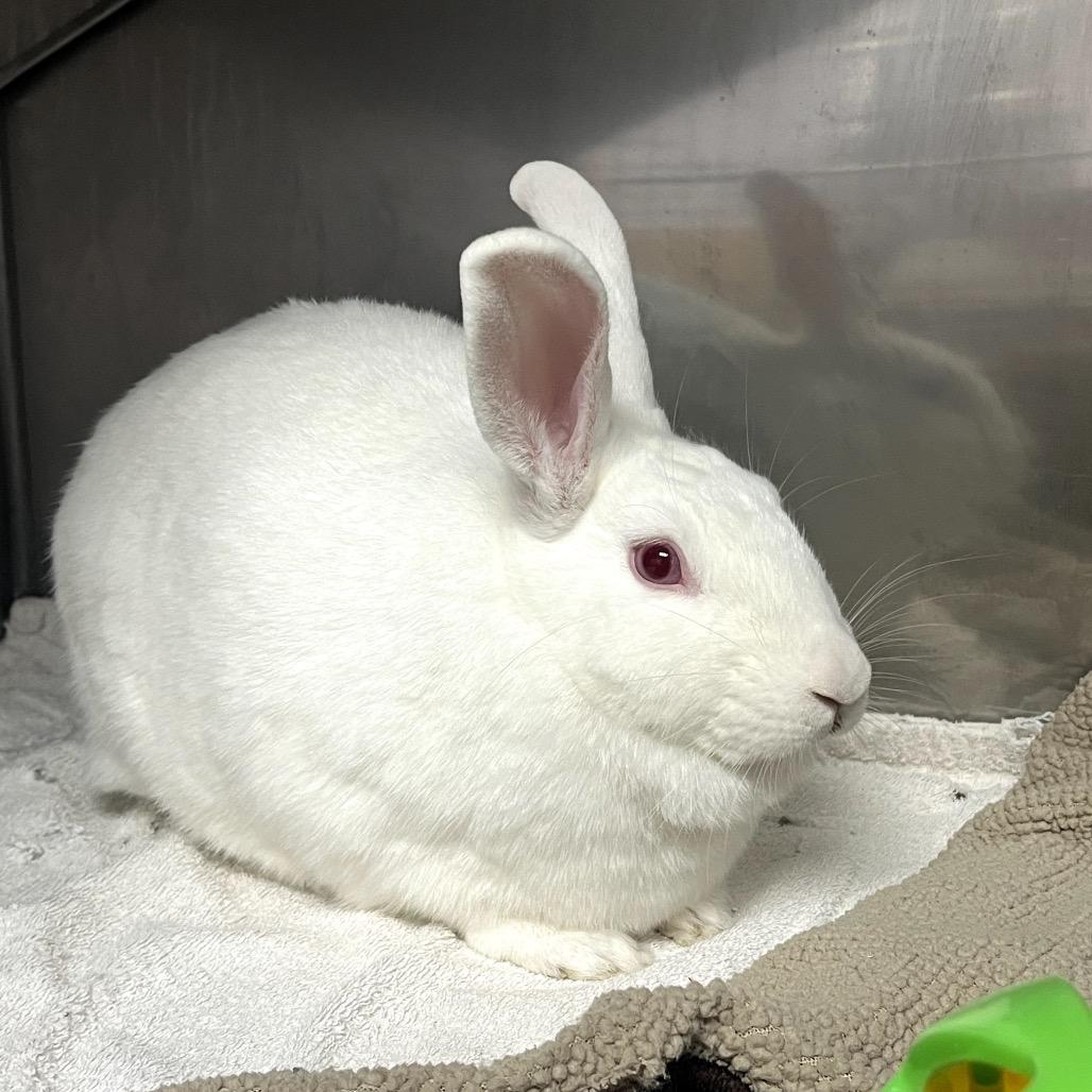 Haley, a Adoptable New Zealand in Richmond, CA image 6/6