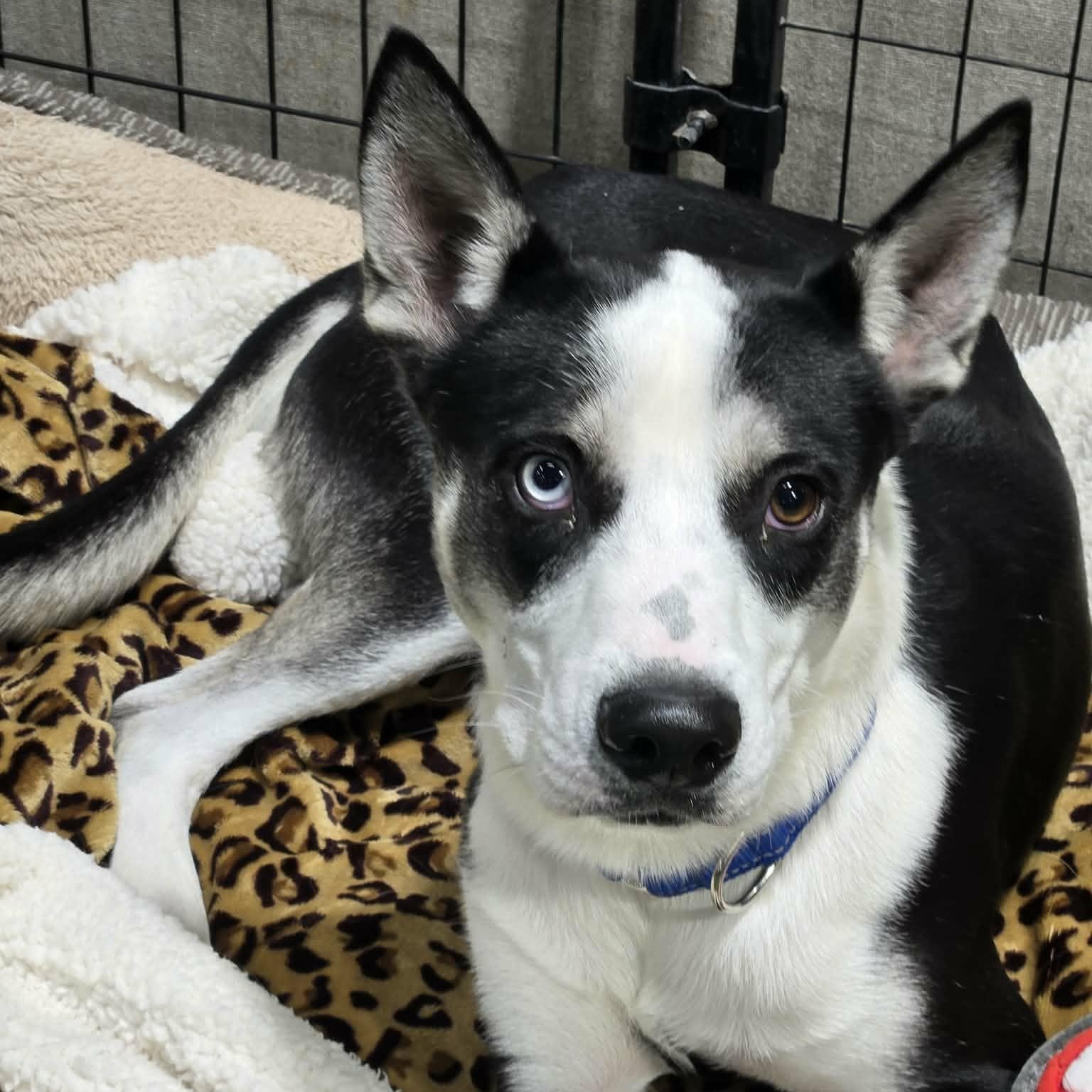 Togo, ADOPTABLE, Adult Male Husky.