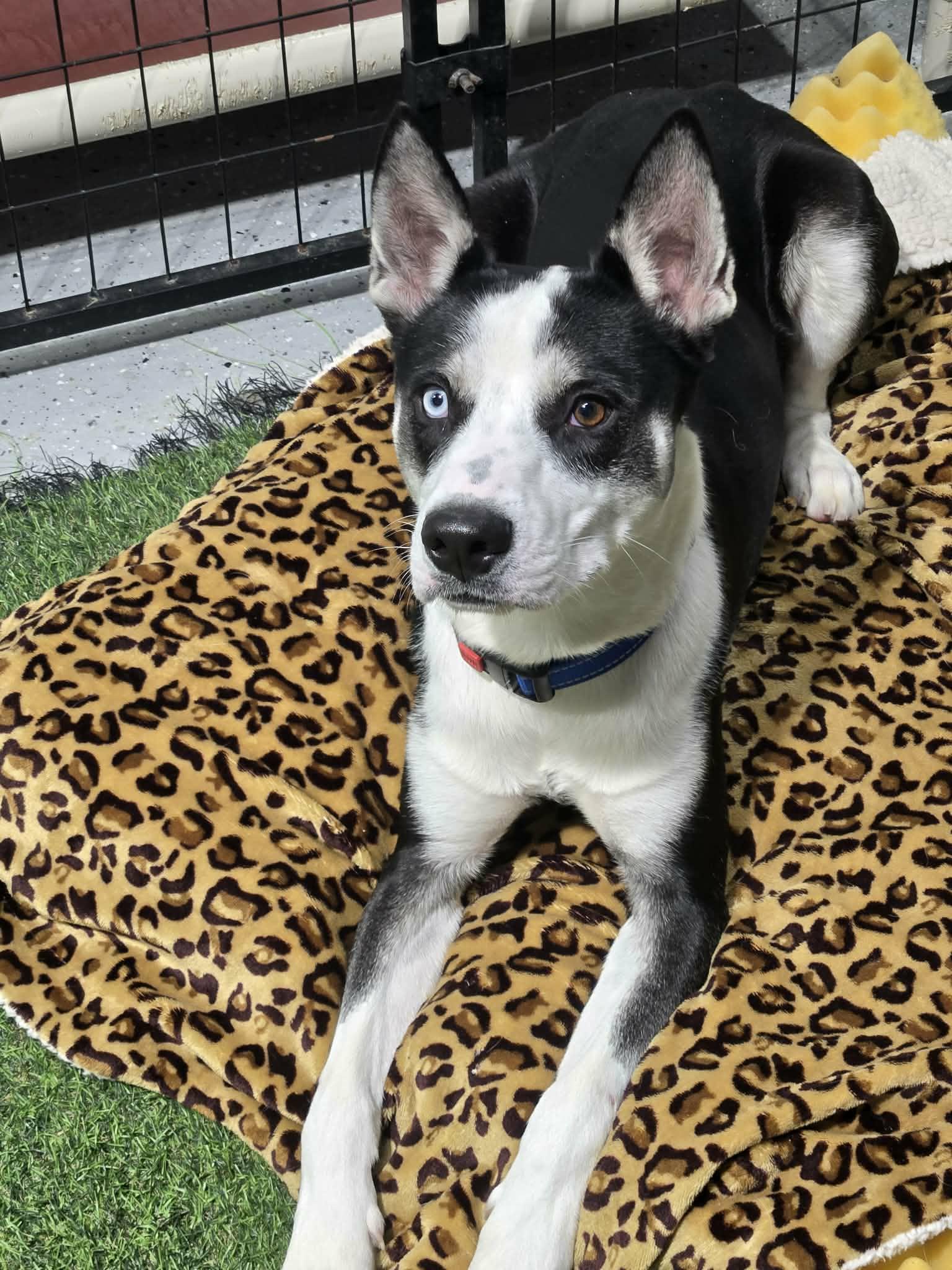 Enlarge Togo, a ADOPTABLE mixed breed in Racine, WI image 3/3