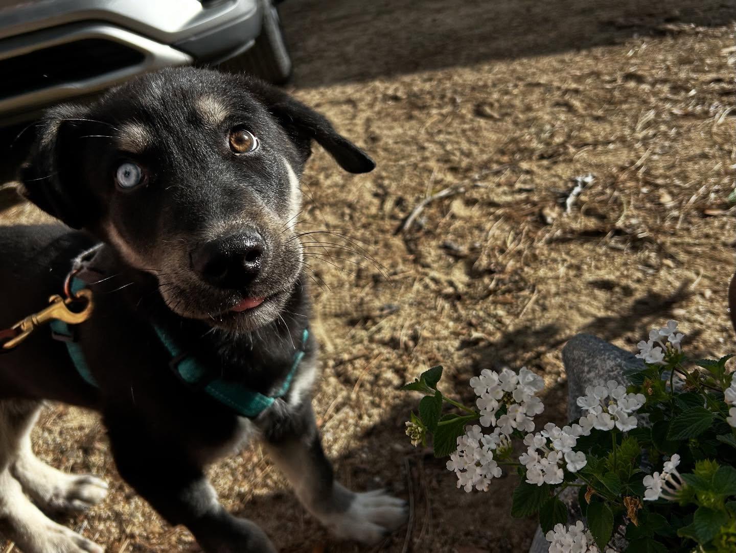 Enlarge Harlo, a Adopted Siberian Husky in Yucaipa, CA image 1/6