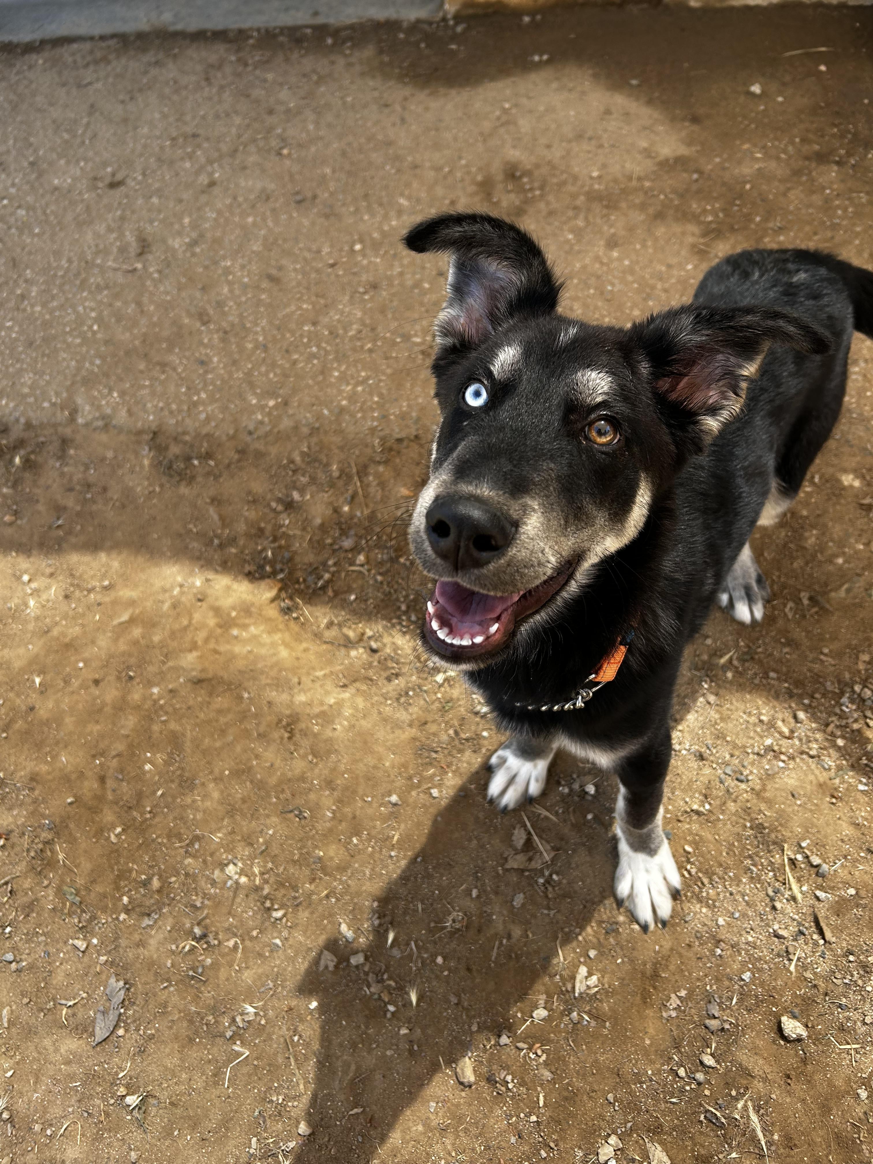 Enlarge Harlo, a Adopted Siberian Husky in Yucaipa, CA image 5/6