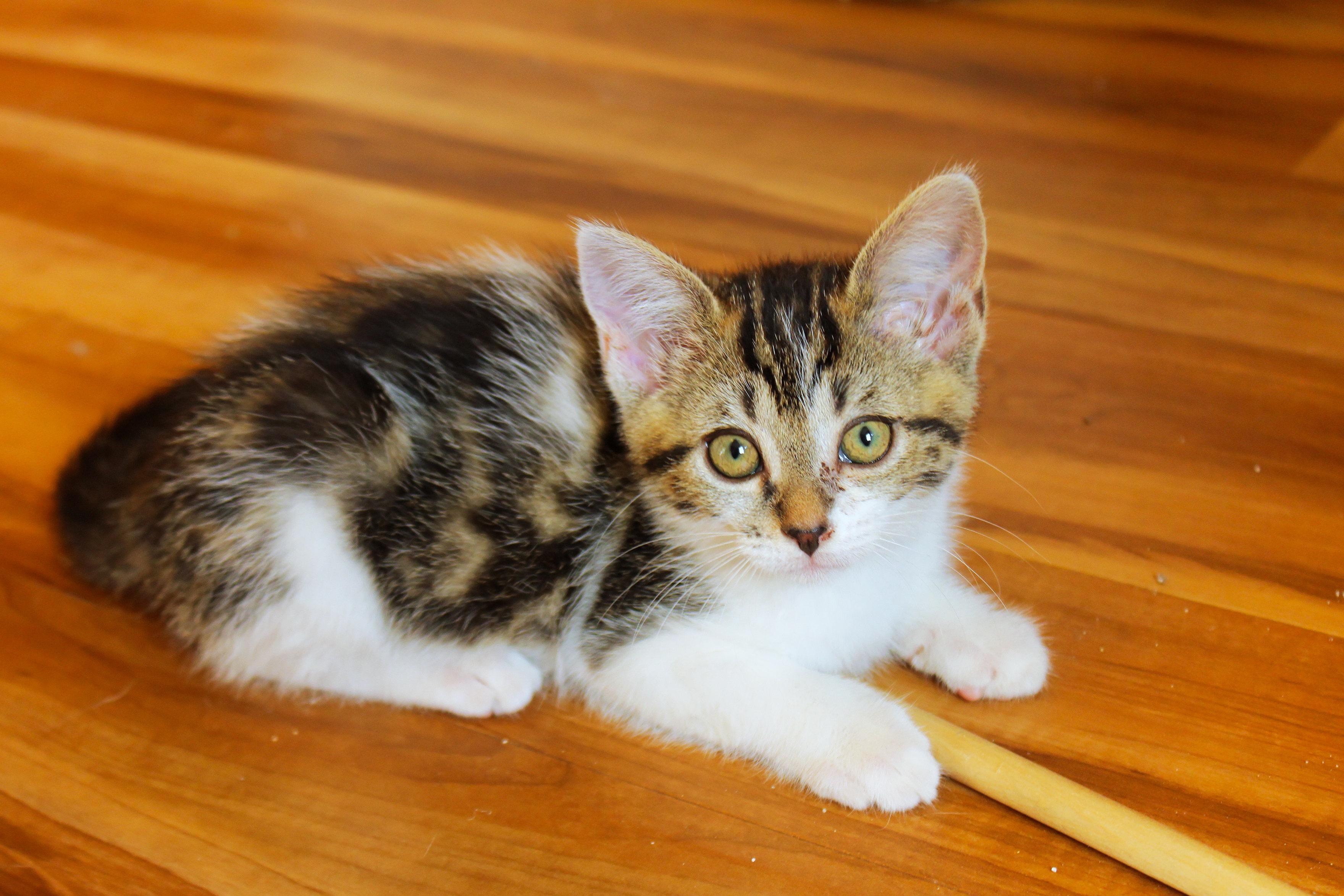 Enlarge Serenity, a Adoptable Domestic Short Hair in Urbana, OH image 1/6