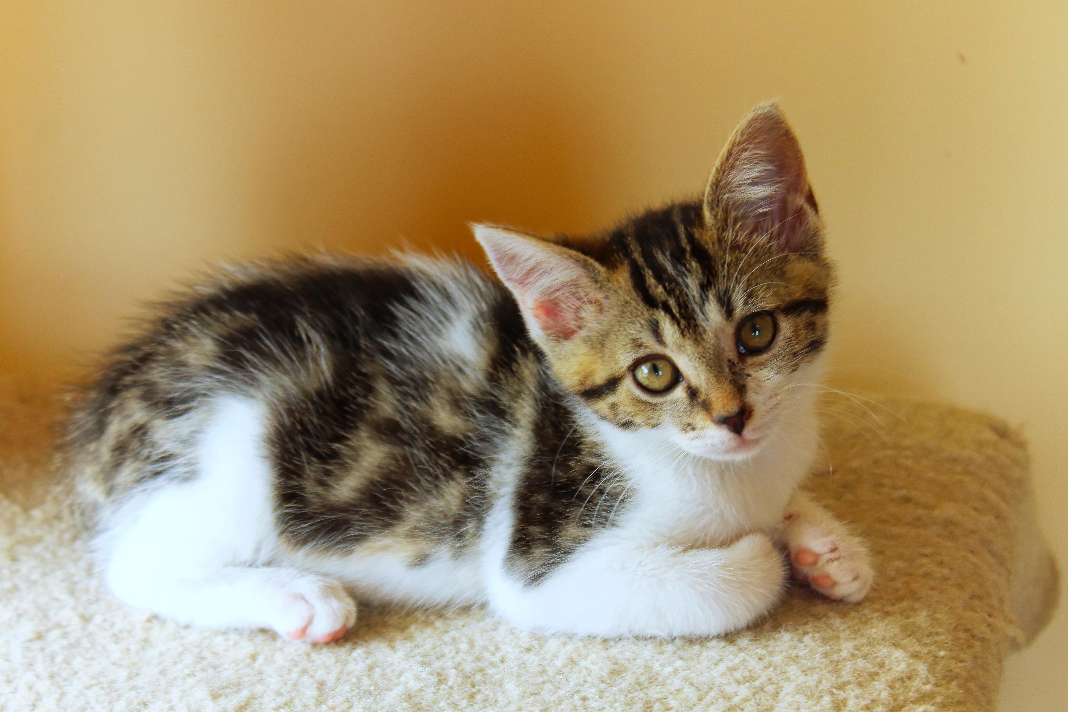 Enlarge Serenity, a Adoptable Domestic Short Hair in Urbana, OH image 6/6