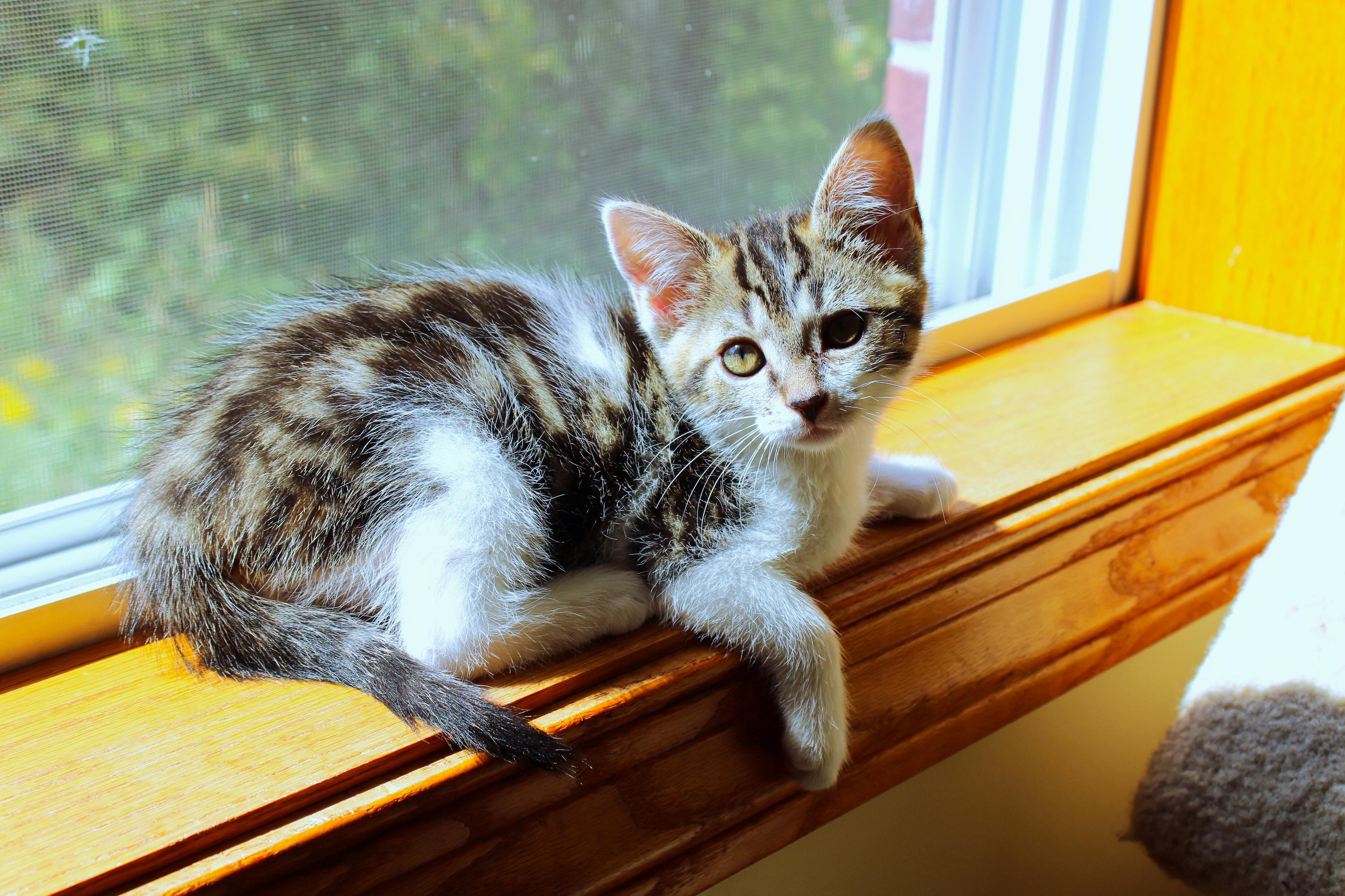 Enlarge Serenity, a Adoptable Domestic Short Hair in Urbana, OH image 5/6