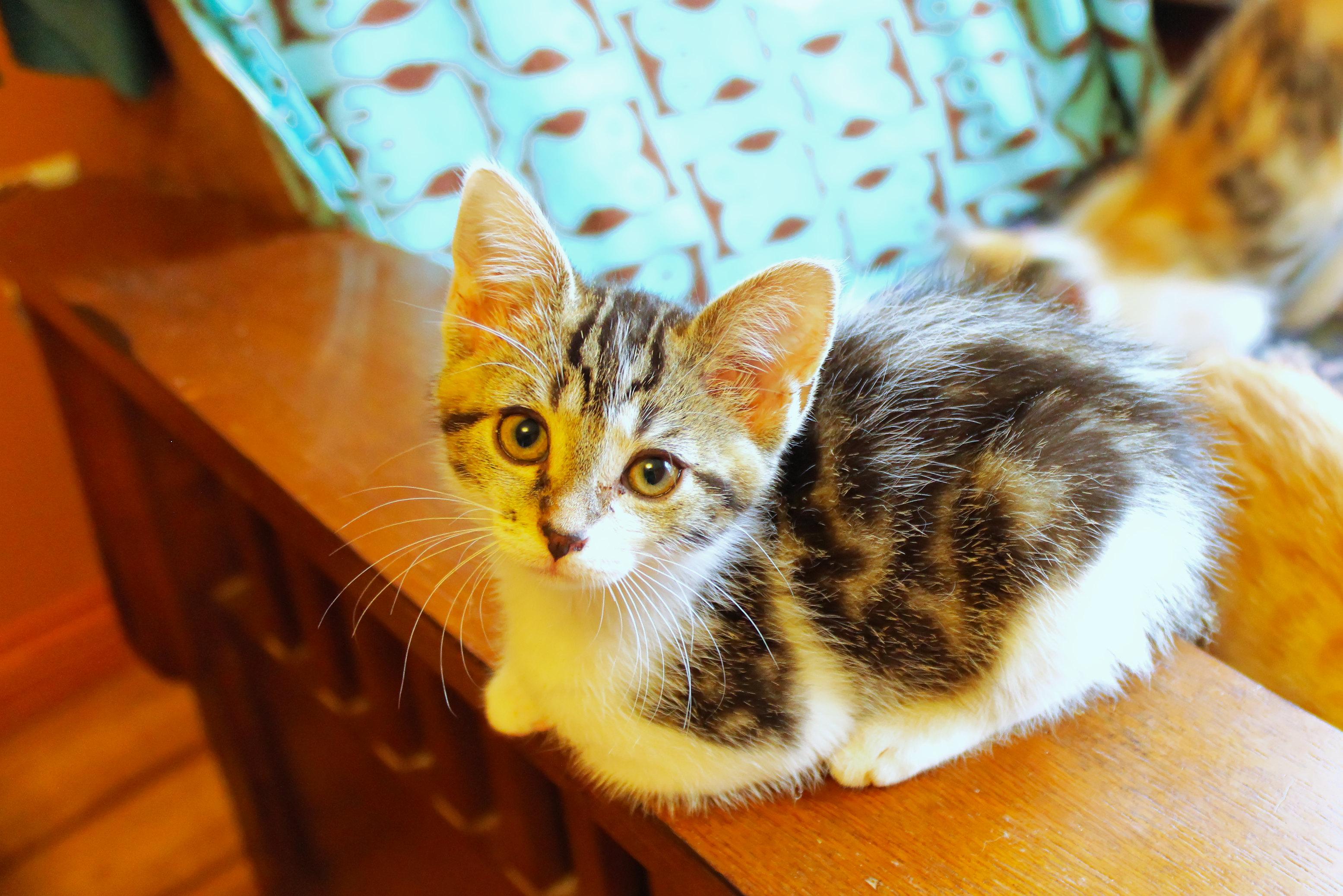 Enlarge Serenity, a Adoptable Domestic Short Hair in Urbana, OH image 4/6