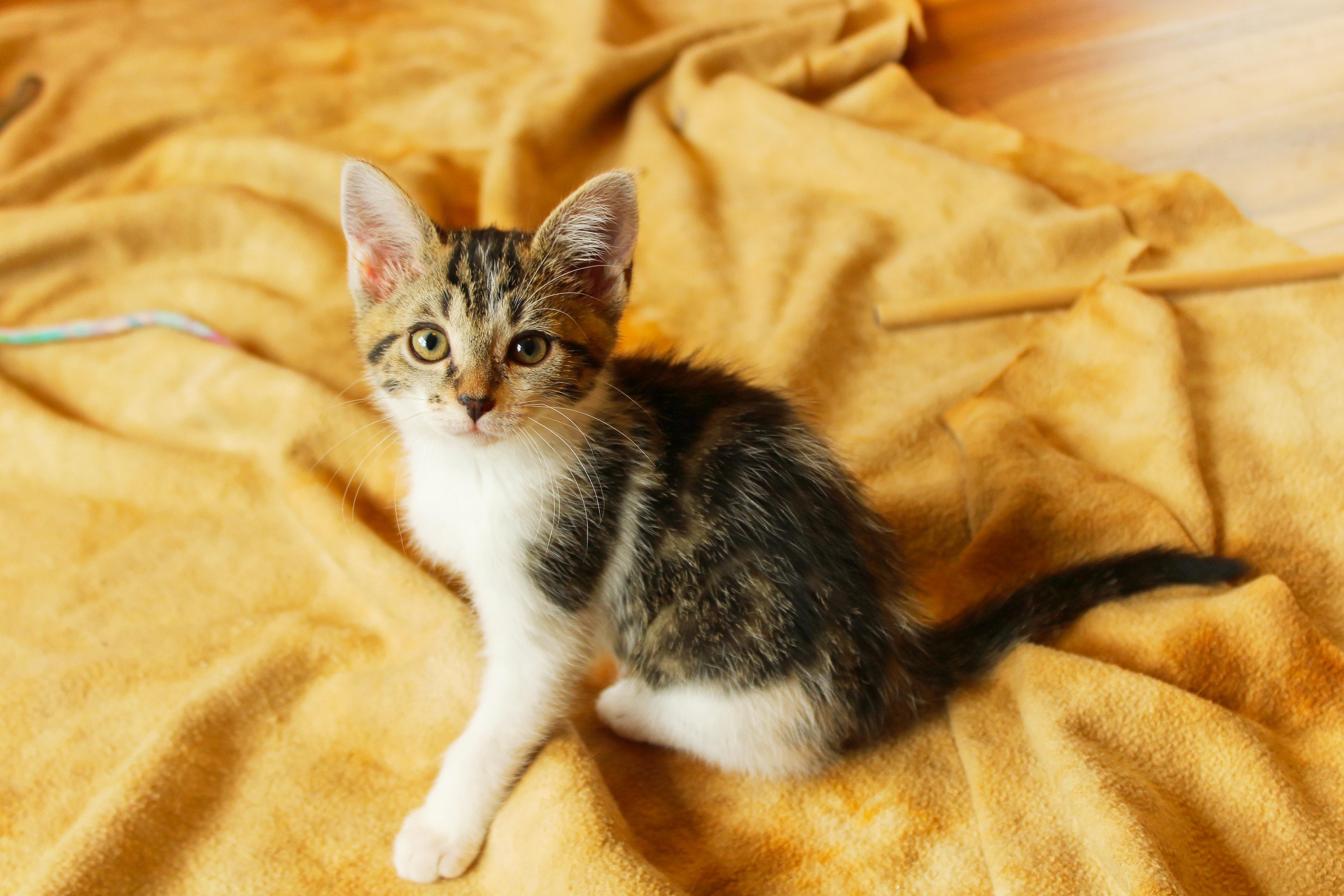 Enlarge Serenity, a Adoptable Domestic Short Hair in Urbana, OH image 3/6