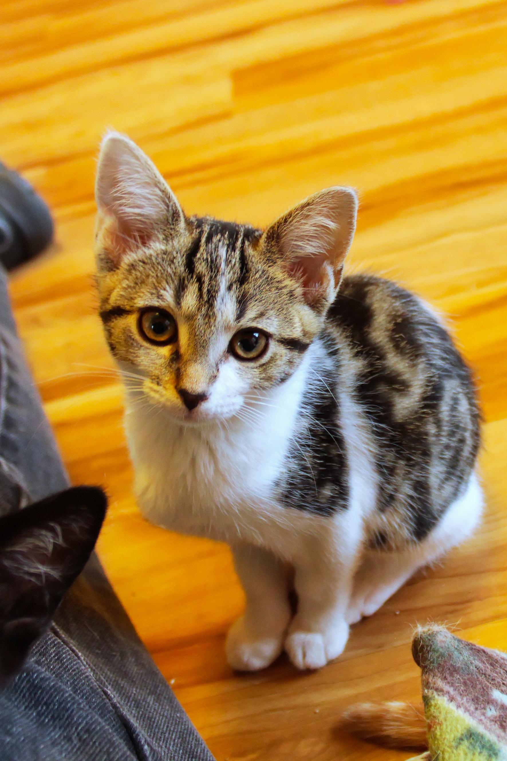 Enlarge Serenity, a Adoptable Domestic Short Hair in Urbana, OH image 2/6