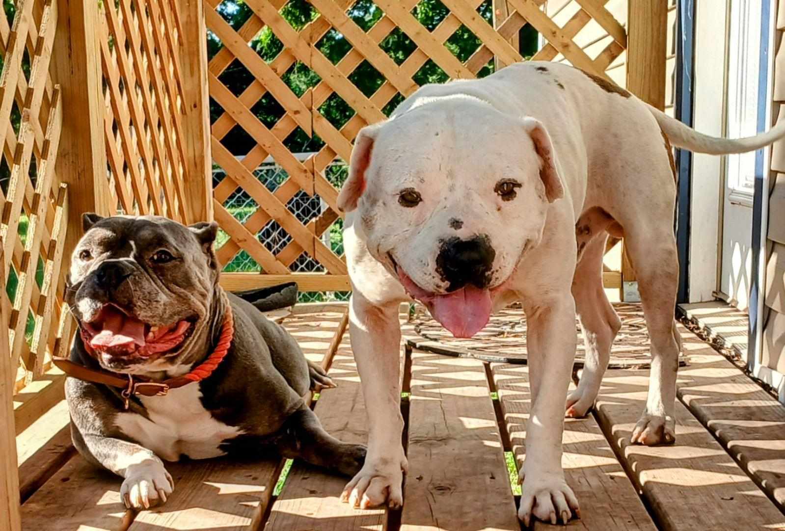 FALCOR — thumbnail 2