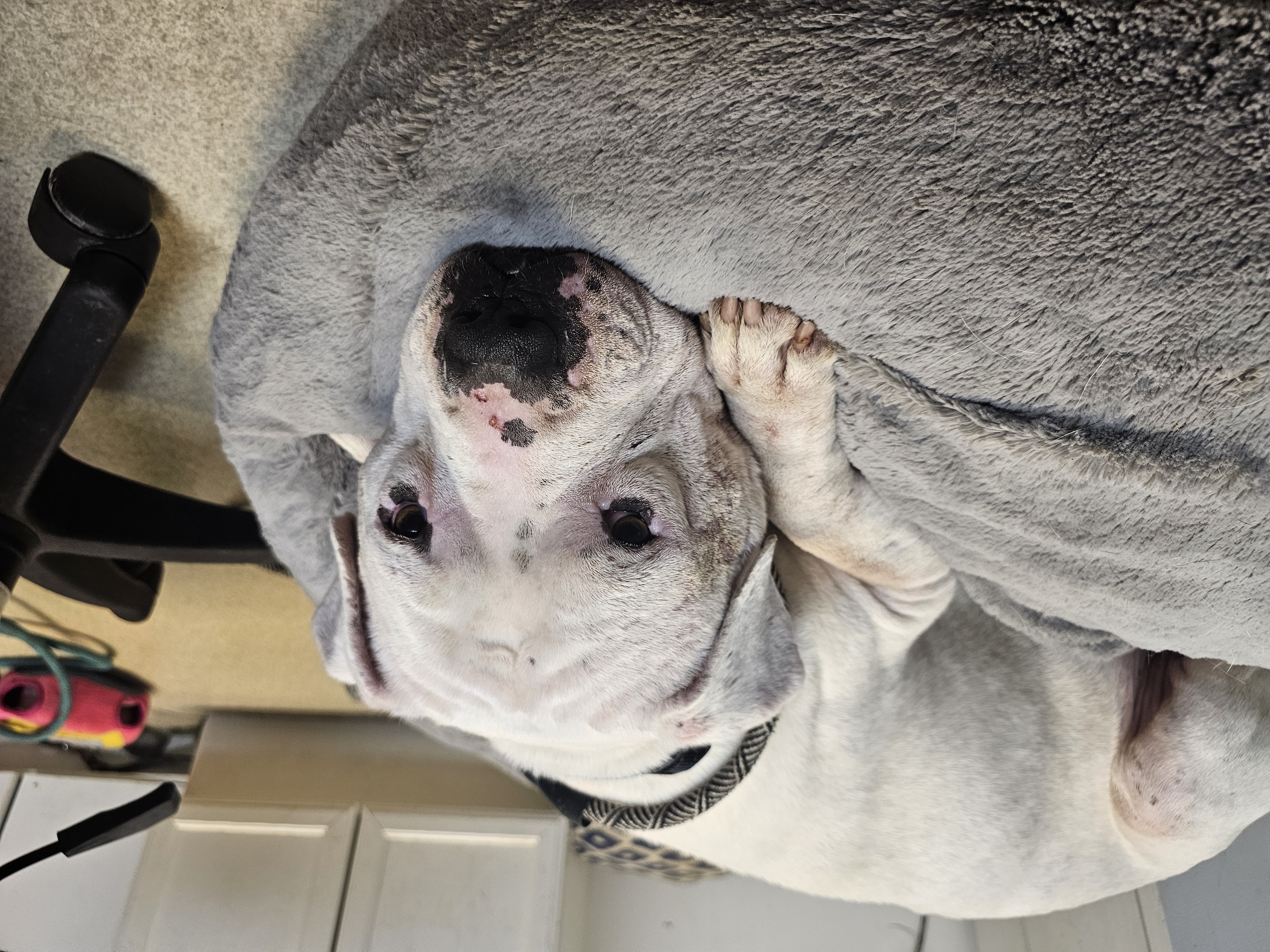 FALCOR — thumbnail 3