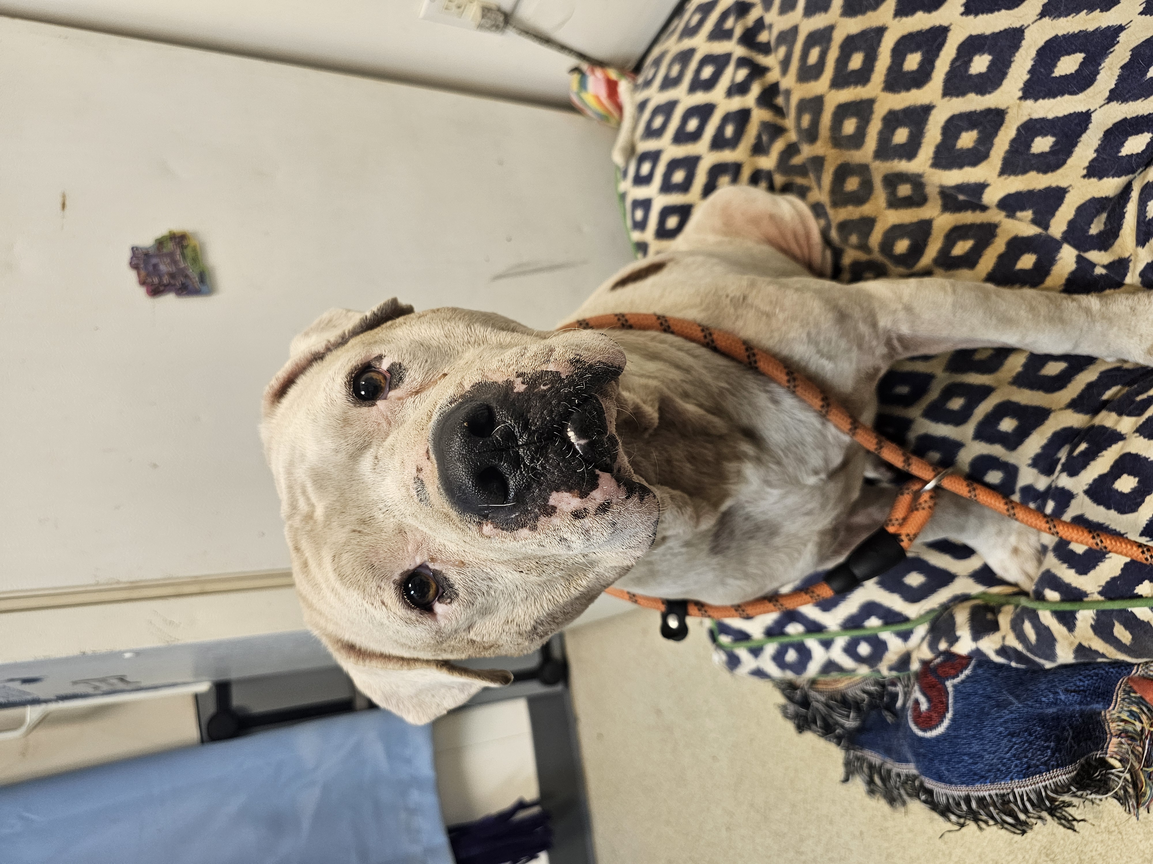 FALCOR — thumbnail 4