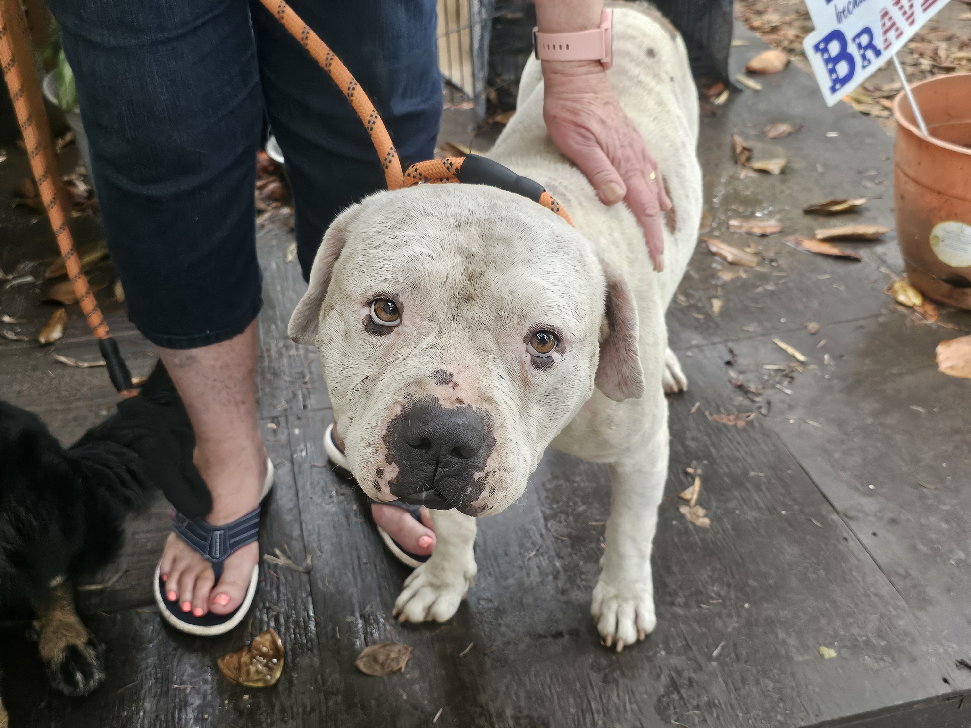 FALCOR — thumbnail 5